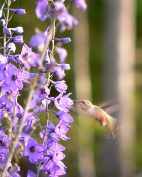 Hummingbird_Flower